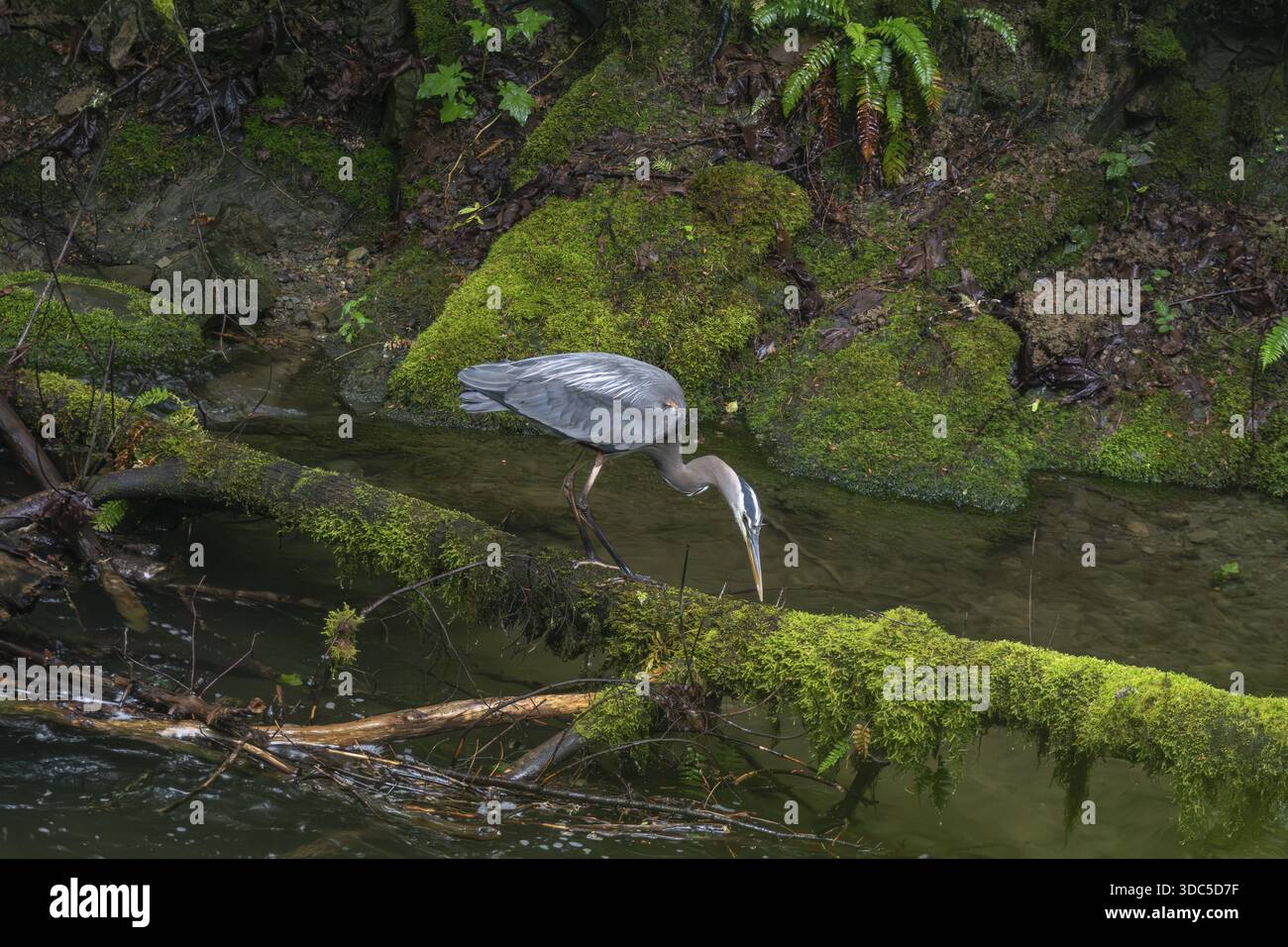 Canada heron (Ardea herodias) . Whatcom Falls Park, Bellingham, Washington, USA Stock Photo