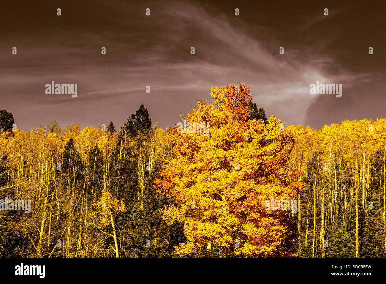 A treeline with aspens and conifers with a dark sky and bright colors ...
