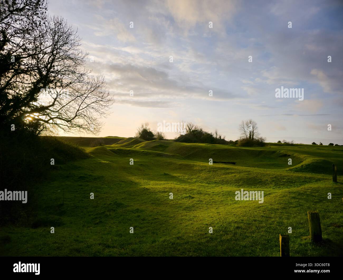 Lone Tree in Green Field at Sunset, English Countryside - Smartphone Captured Stock Image