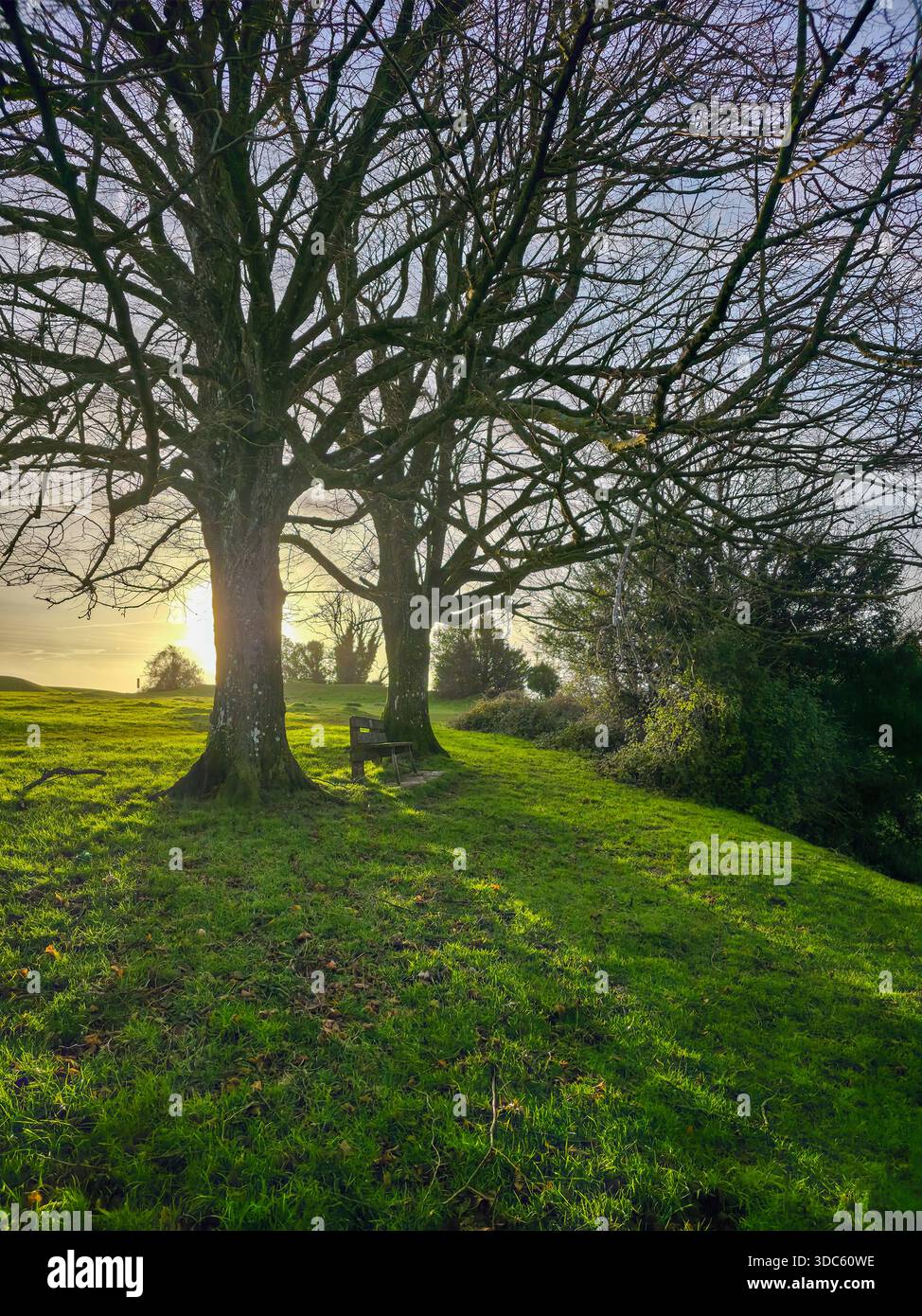 Lone Tree in Green Field at Sunset, English Countryside - Smartphone Captured Stock Image
