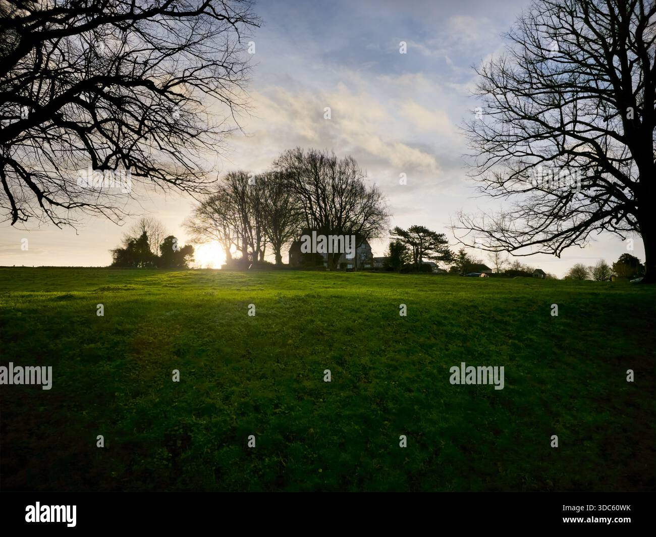 Lone Tree in Green Field at Sunset, English Countryside - Smartphone Captured Stock Image