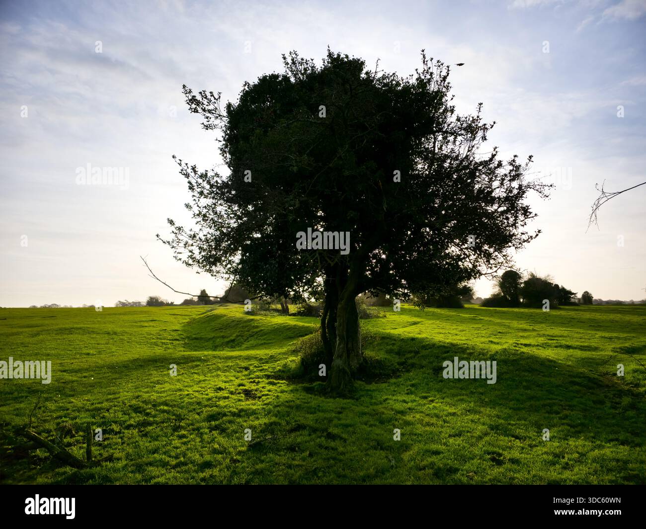 Lone Tree in Green Field at Sunset, English Countryside - Smartphone Captured Stock Image