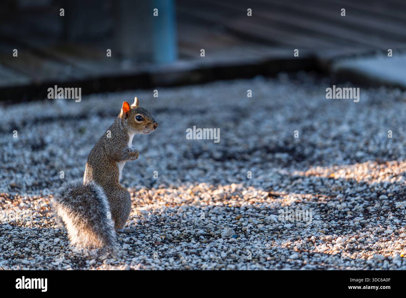 Grey squirrel standing on the ground, looking at the camera, Key Largo, Florida Stock Photo