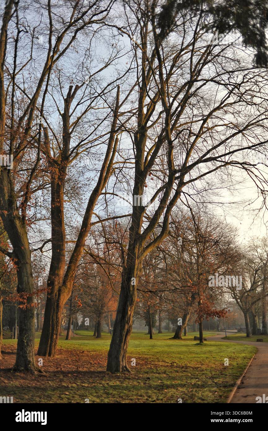 Serene Pathway Among Tall Trees, Calm Corridor Edged With Graceful Trees And Seasonal Outdoor Beauty Stock Photo