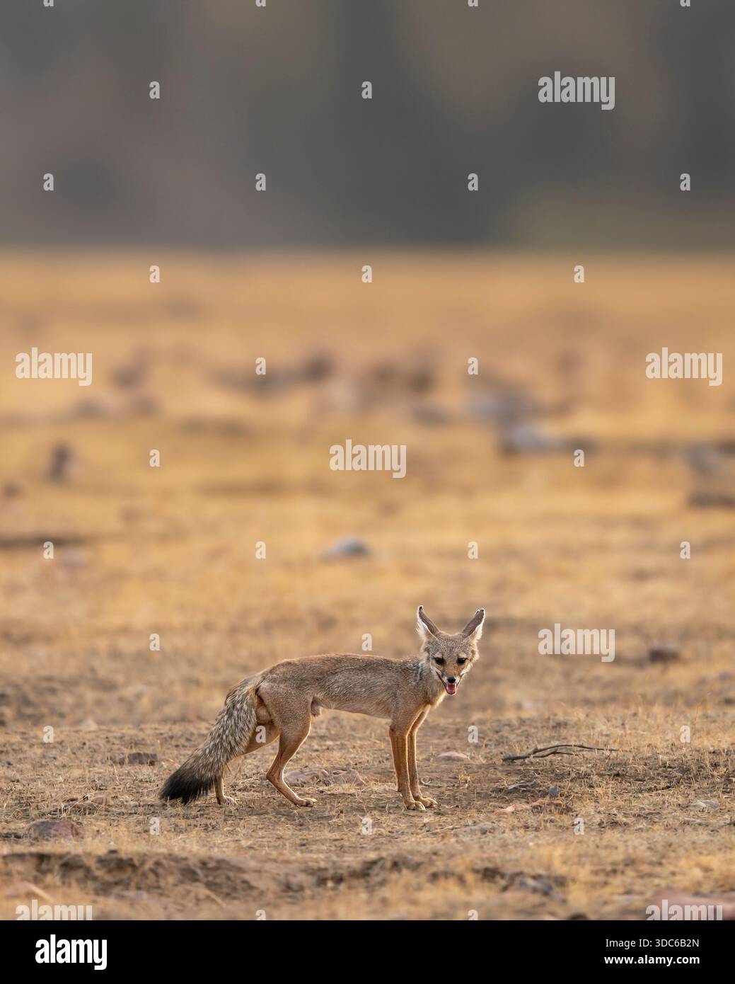 Indin Fox indian fox Bengal fox or Vulpes bengalensis at ranthambore national ...