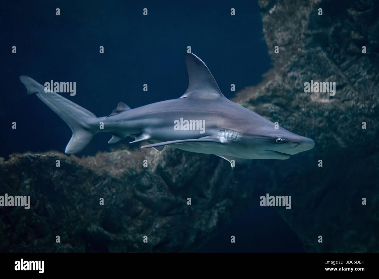 underwater-view-of-a-grey-reef-shark-swimming-calmly-near-a-rocky-coral