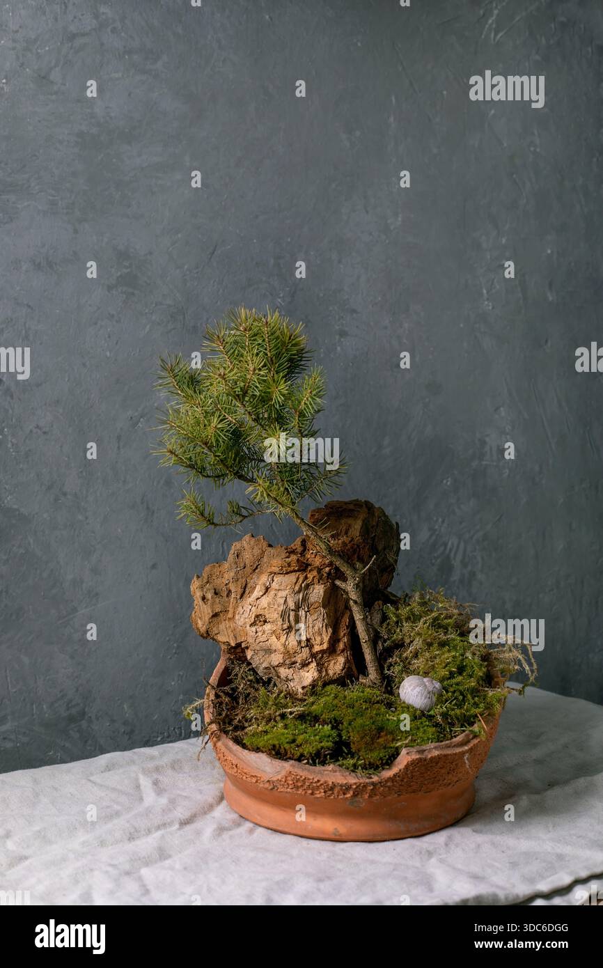 bonsai jadebaum Portulacaria main image 1