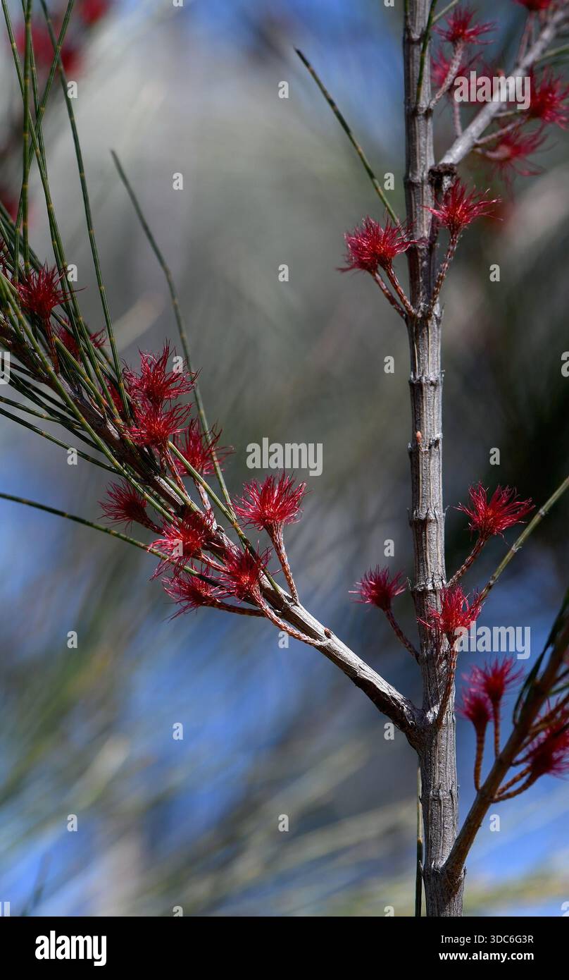 Red feathery female flowers and scale-like leaves of Australian native She Oak, Casuarina species, family Casuarinaceae. Stock Photo