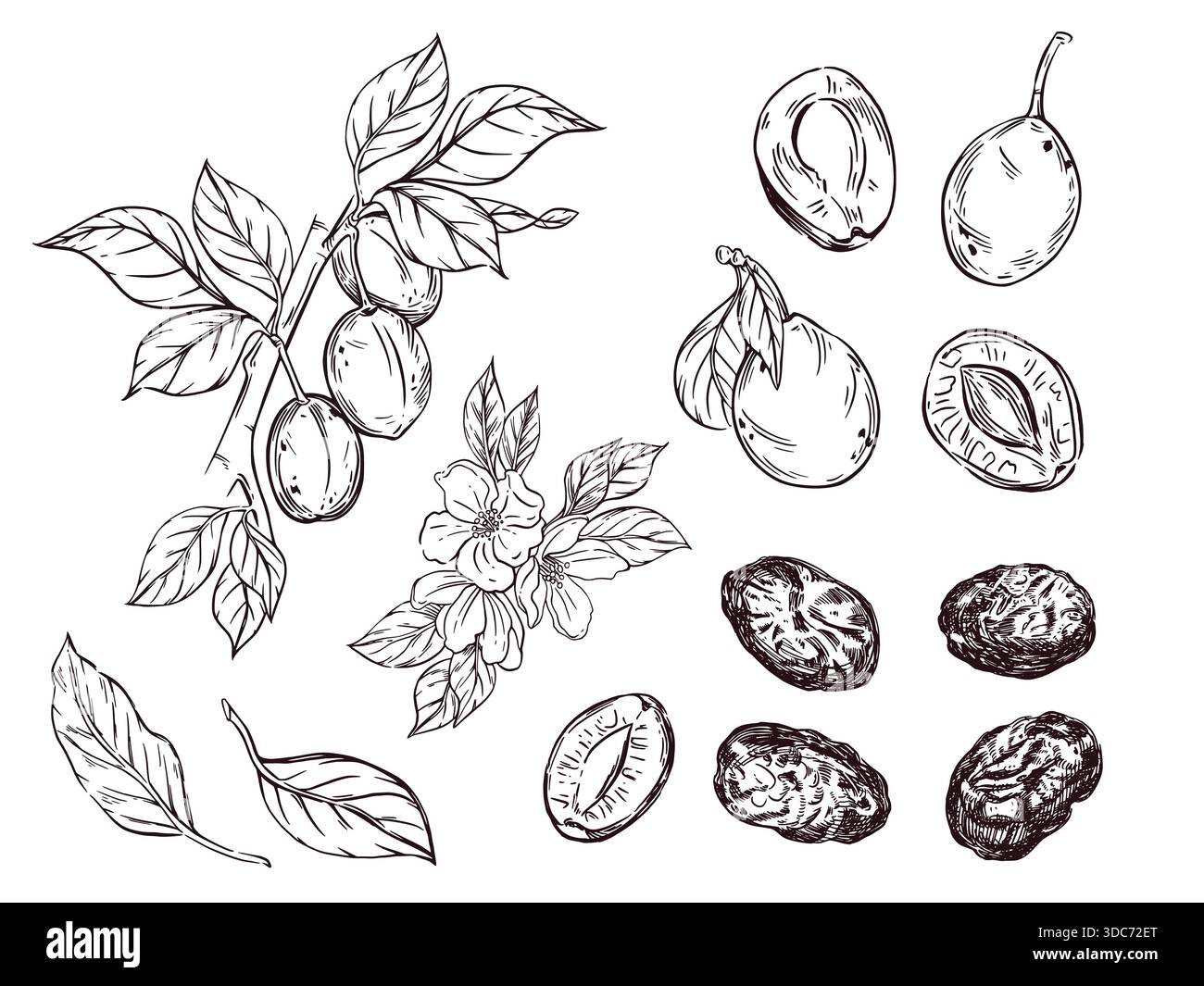 Vector illustration set, fruit tree branch with fruits, plums, prunes, leaves, fruit tree flowers, fruit slices and halves. All objects are hand-drawn Stock Vector
