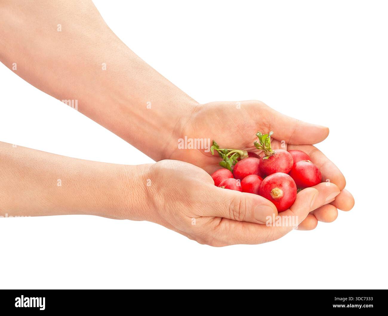 radish in hand path isolated on white Stock Photo