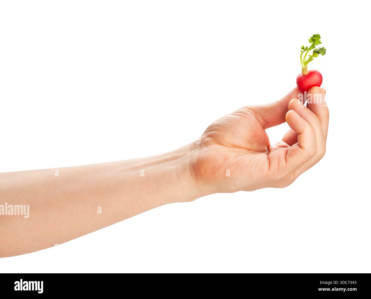radish in hand path isolated on white Stock Photo