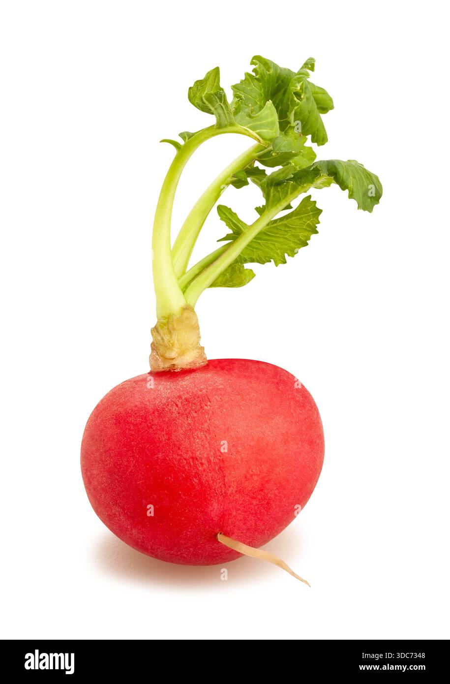 radish path isolated on white Stock Photo