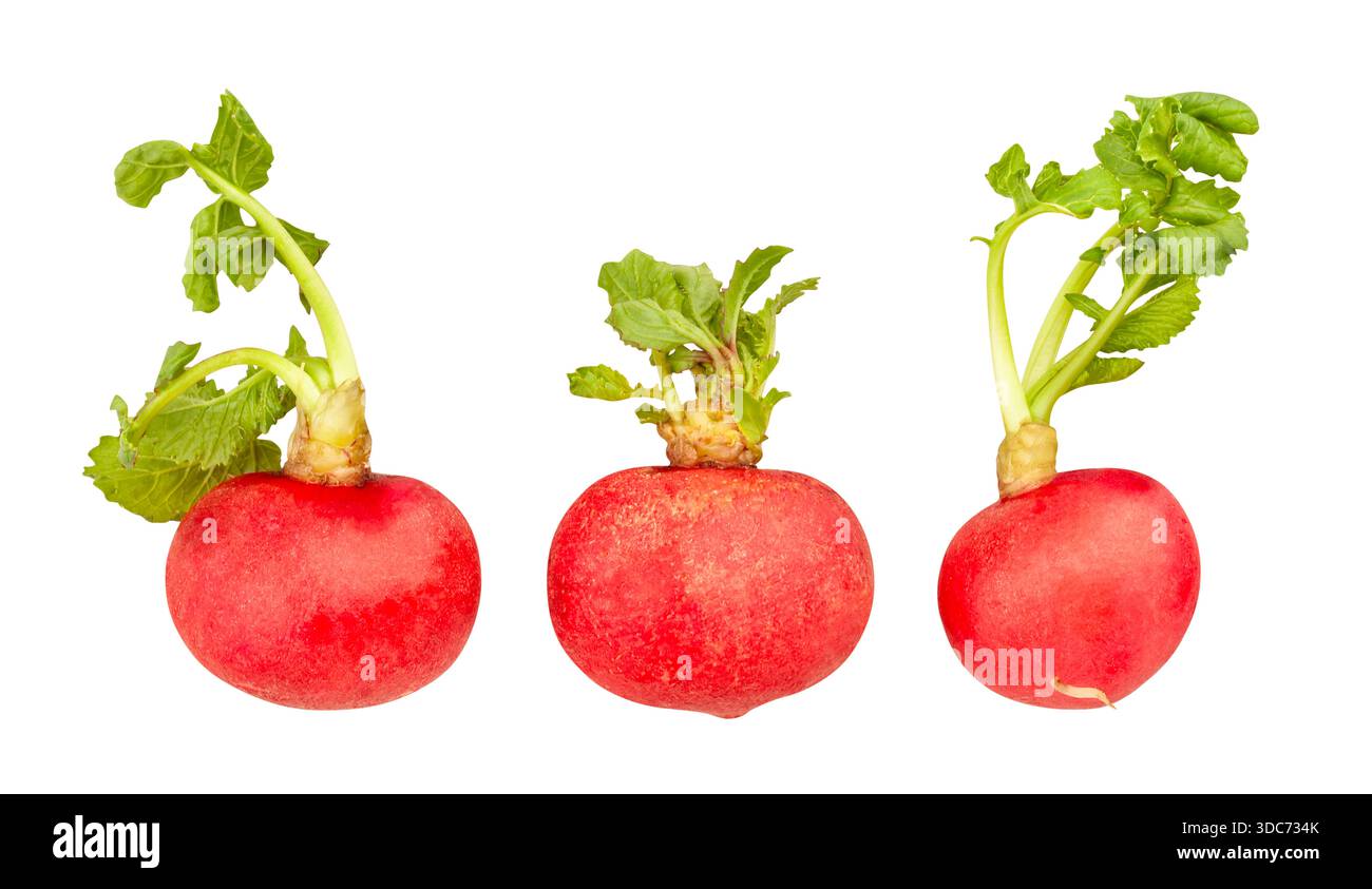 radish path isolated on white Stock Photo