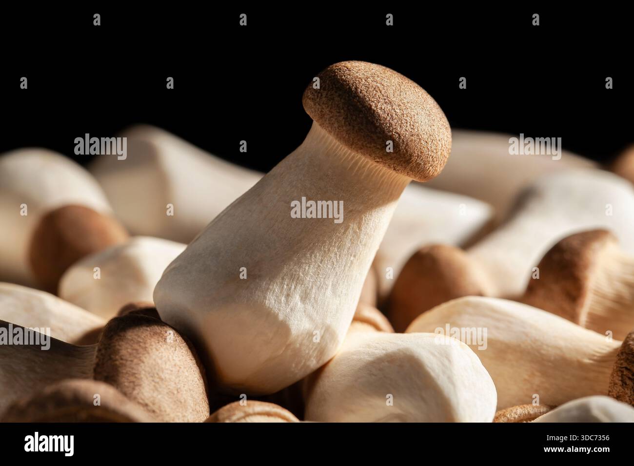 king oyster on black background Stock Photo