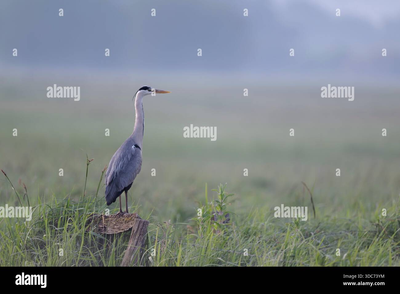 Graureiher, Ardea cinerea, grey heron Stock Photo