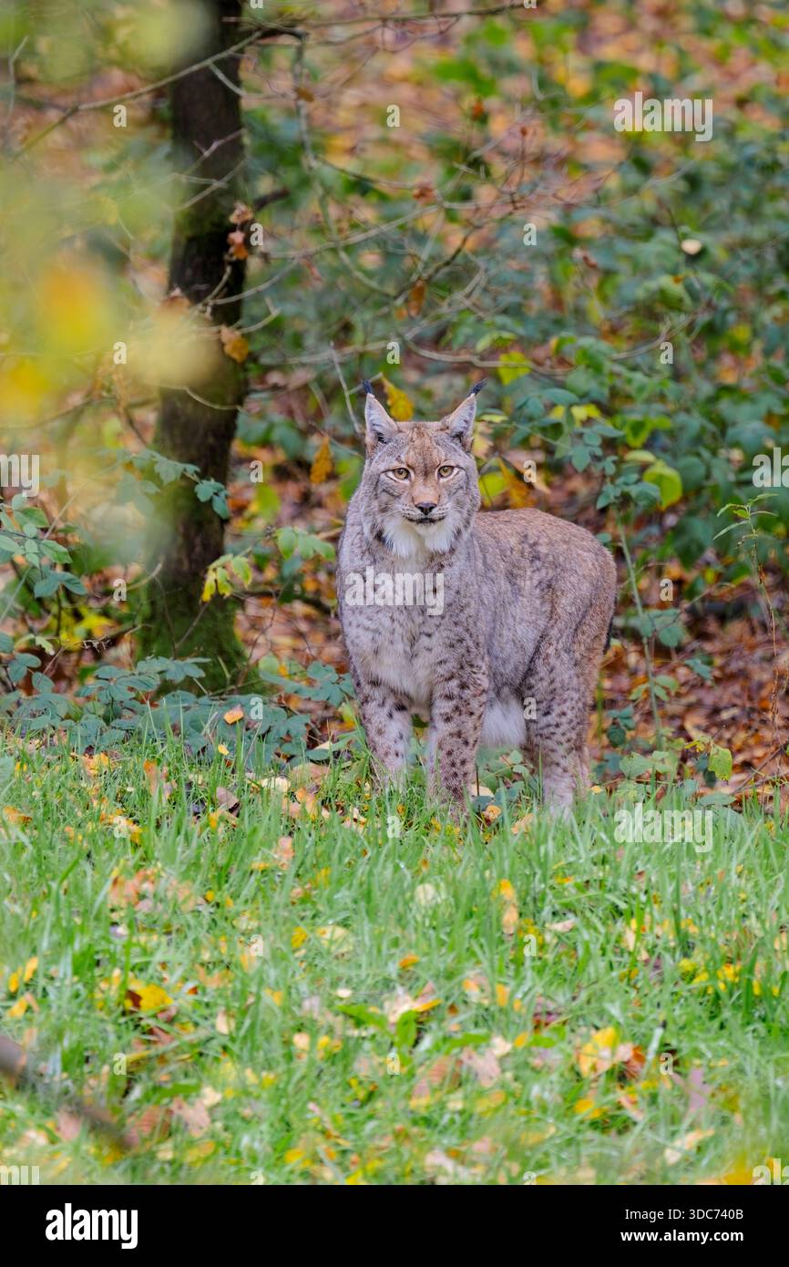 Eurasischer Luchs,Lynx lynx, eurasian lynx Stock Photo