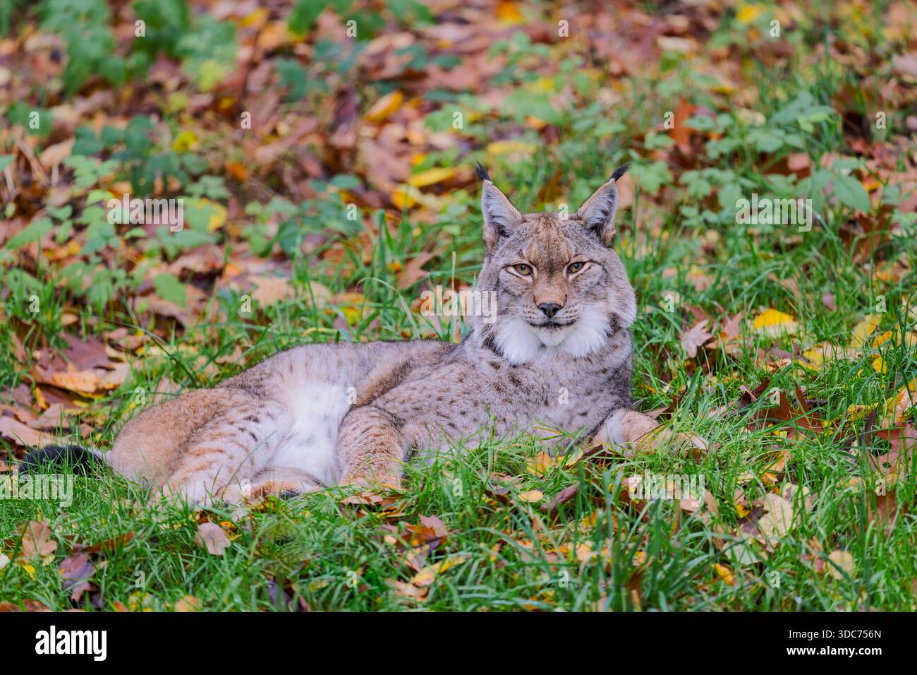 Eurasischer Luchs,Lynx lynx, eurasian lynx Stock Photo