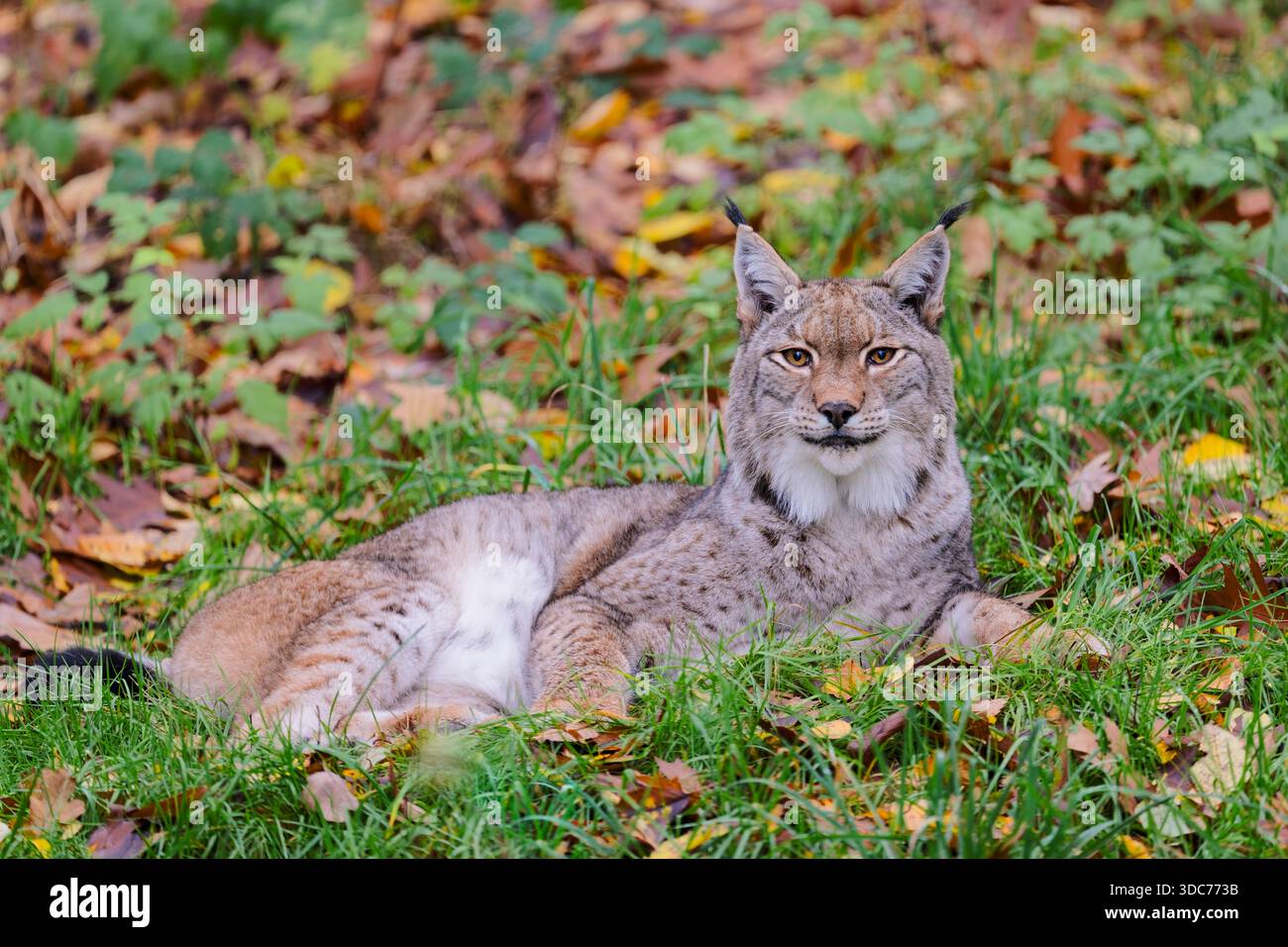 Eurasischer Luchs,Lynx lynx, eurasian lynx Stock Photo
