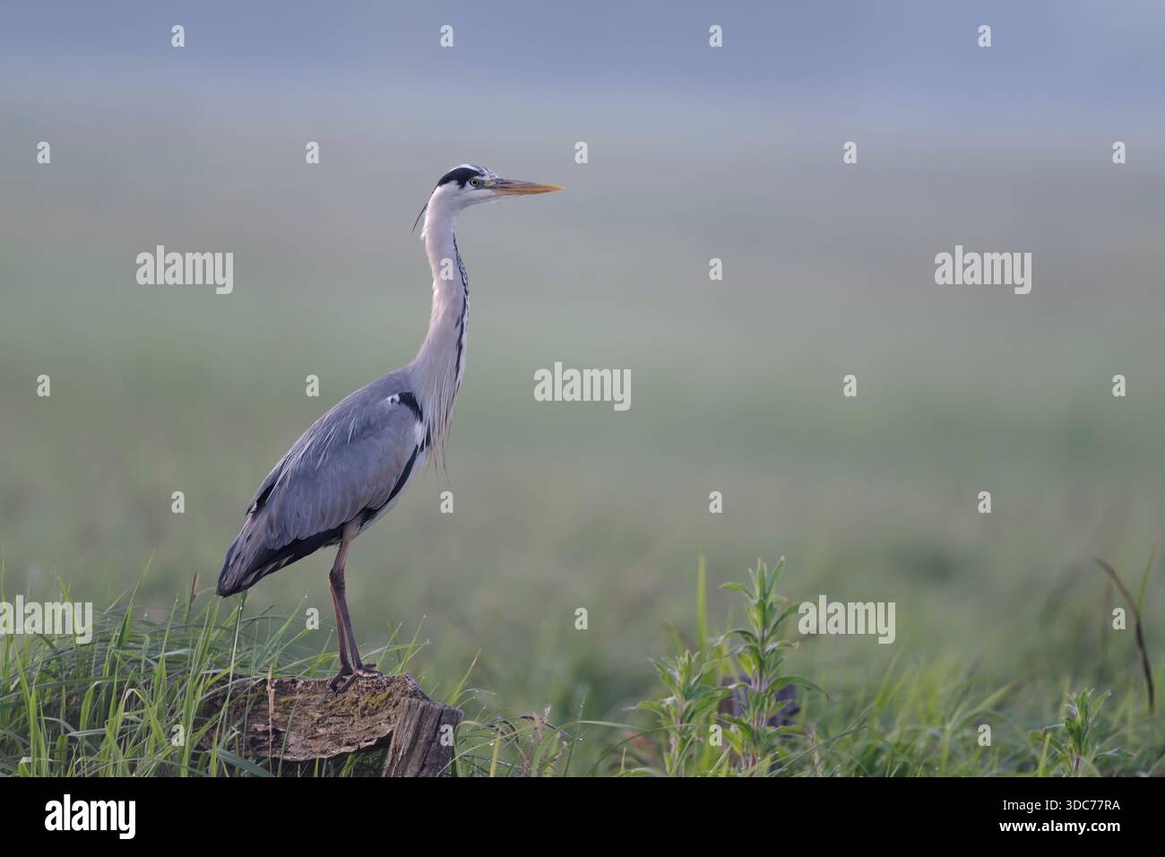 Graureiher, Ardea cinerea, grey heron Stock Photo