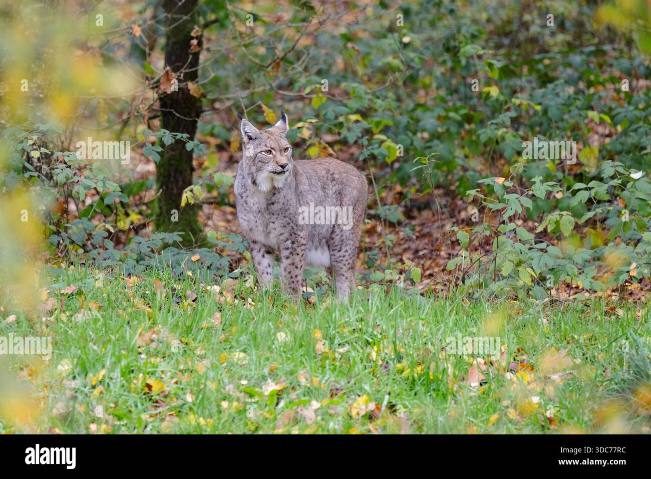 Eurasischer Luchs,Lynx lynx, eurasian lynx Stock Photo