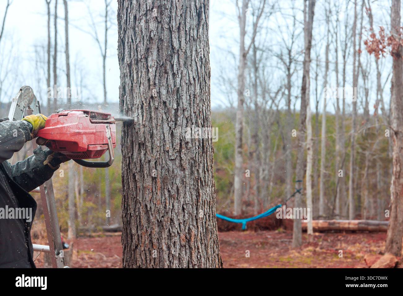 Worker operates chainsaw on ladder to cut down tree forest setting is cloudy Stock Photo