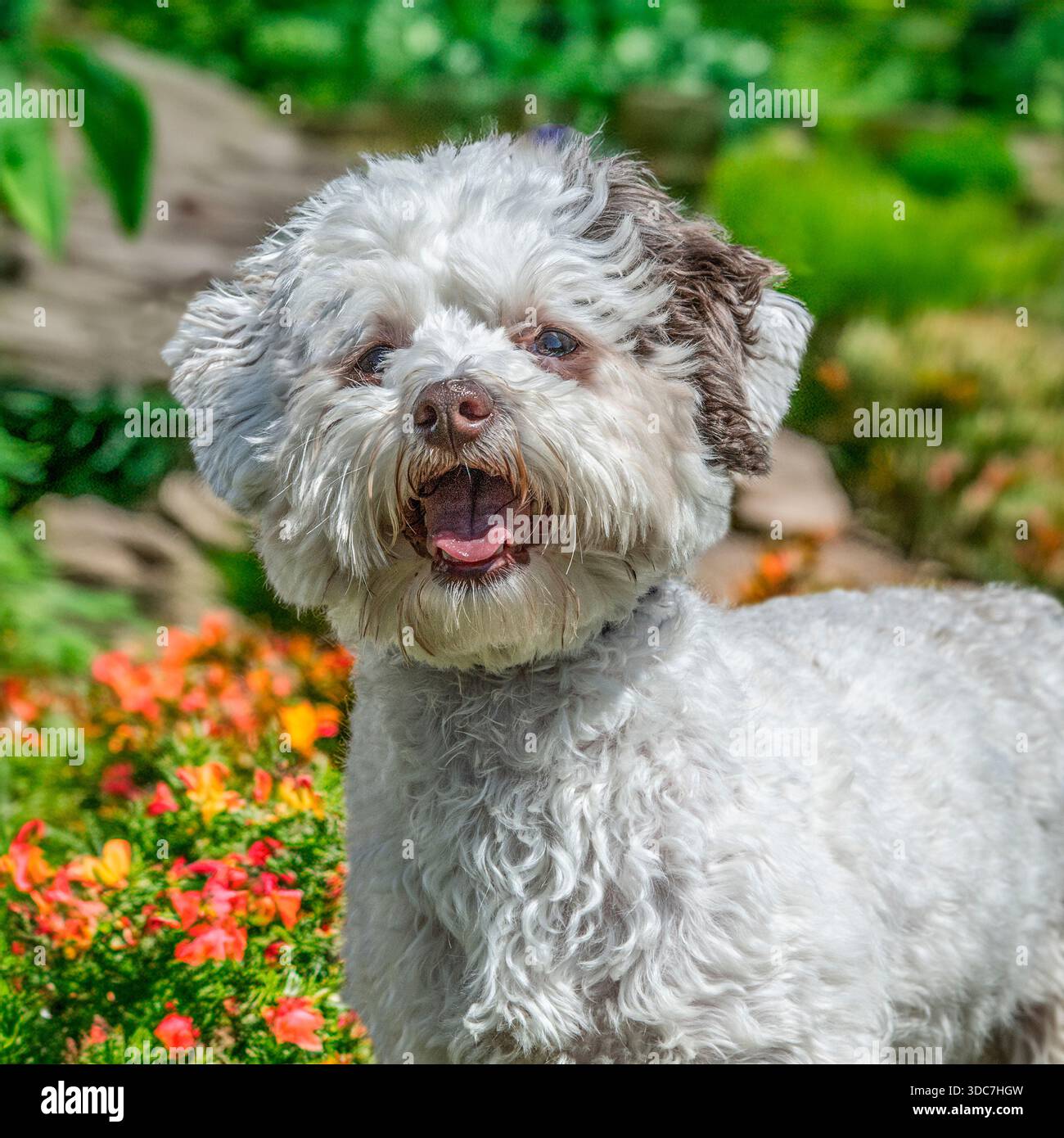 cavachon dog laughing Stock Photo