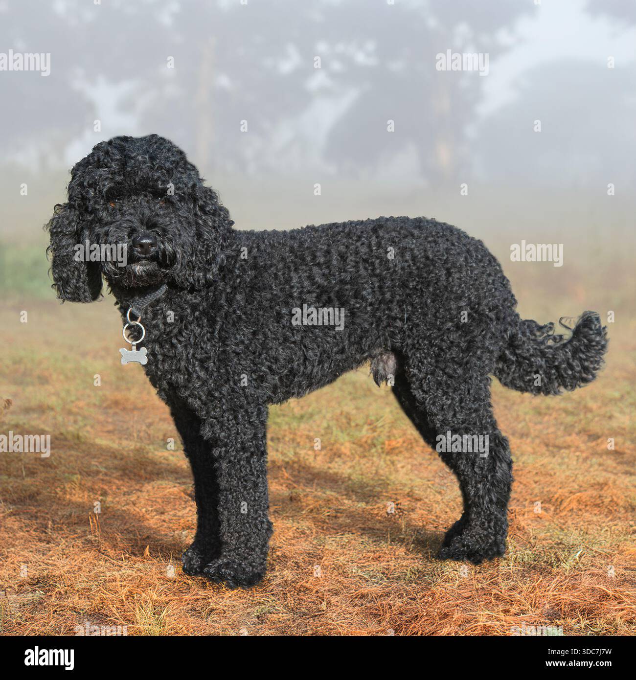 miniature poodle standing in autumn mist Stock Photo