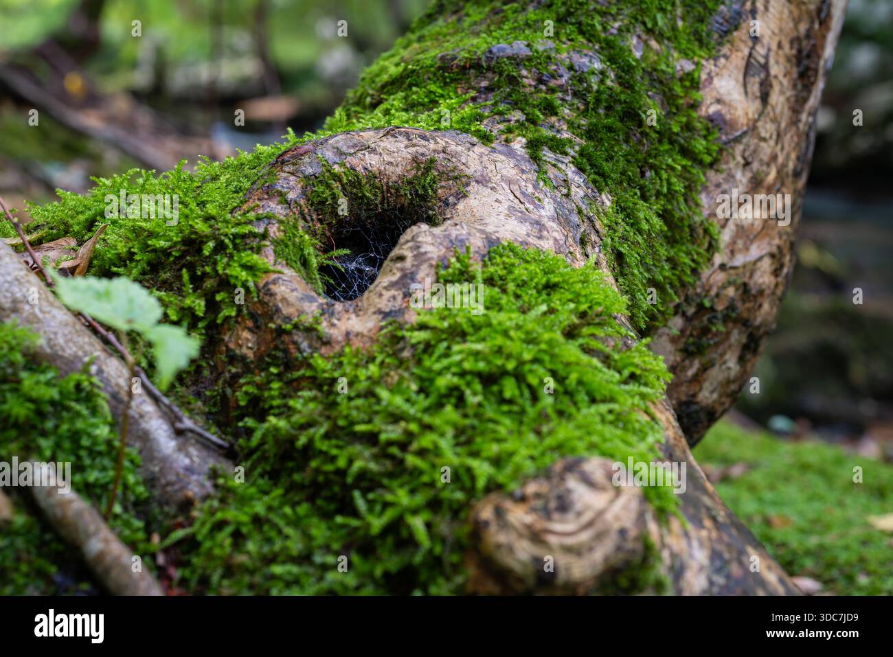 Hole in tree trunk close up, there is spider net inside the hole Stock Photo