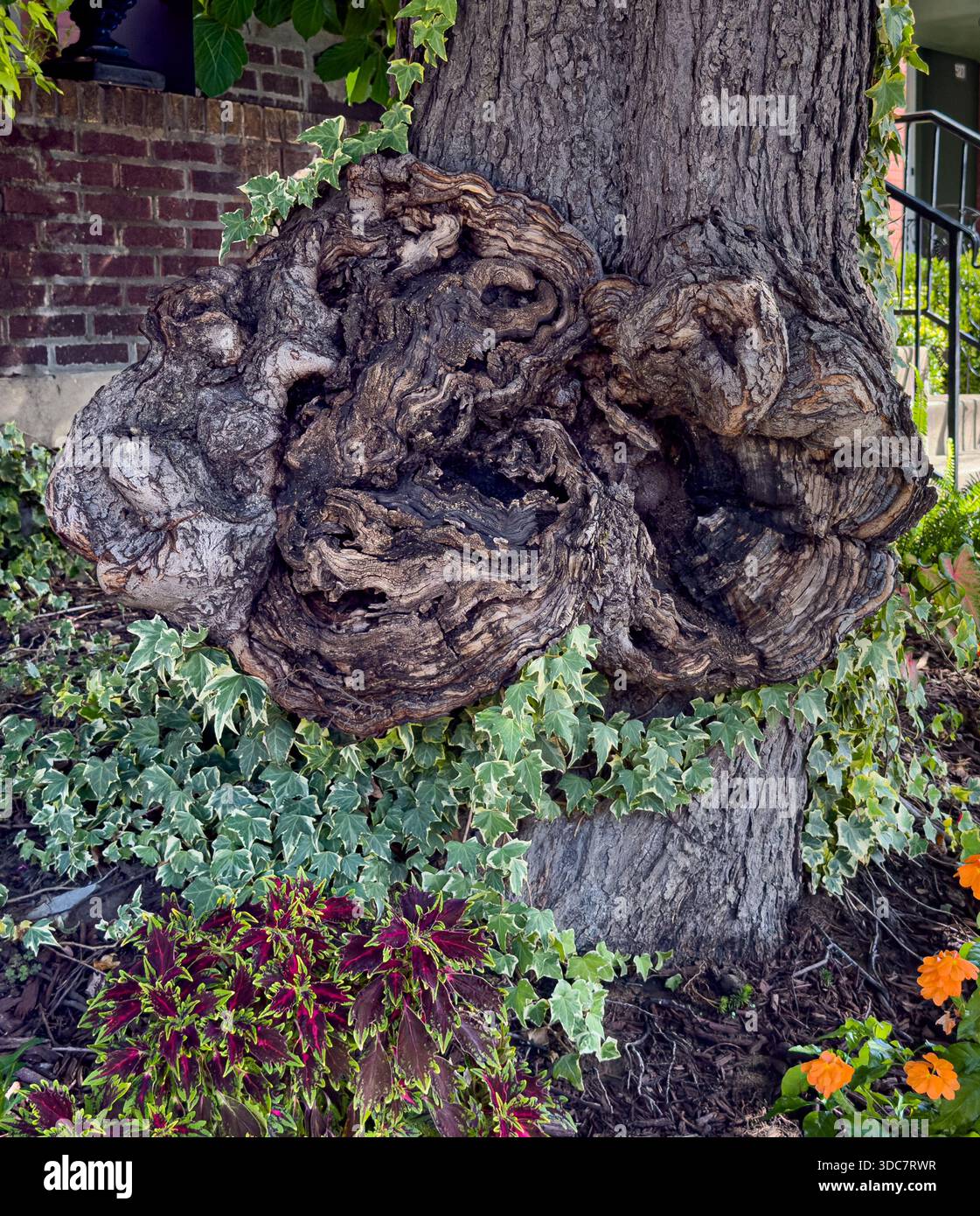 Burl growth on tree trunk Stock Photo