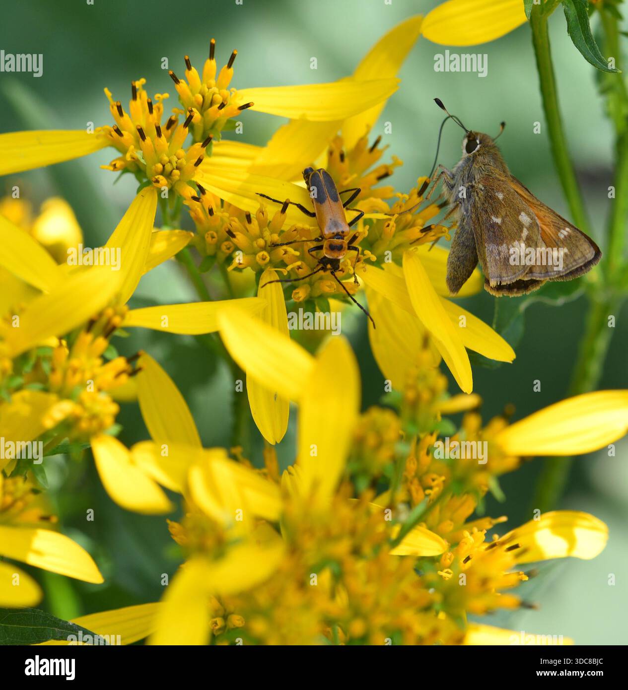 Fiery Skipper butterfly with extended proboscis sharing blossoms with ...