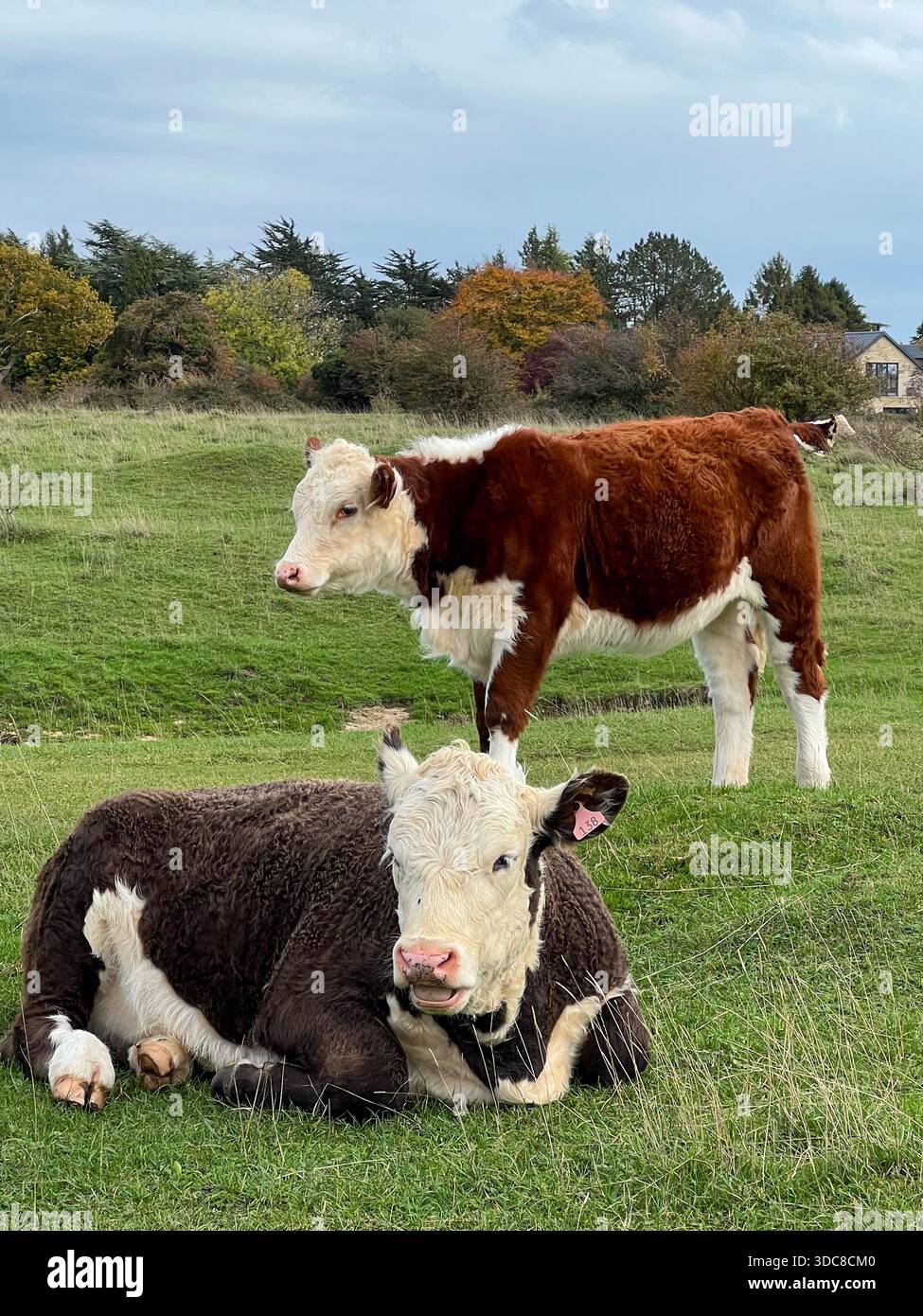 Hereford Cattle Resting in Green Pasture, English Countryside - Smartphone Captured Stock Image