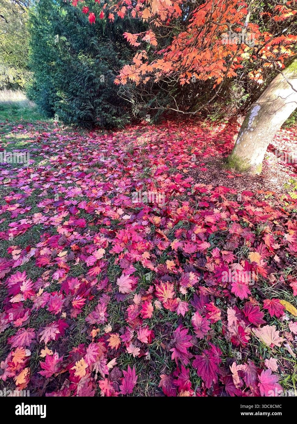 Carpet of Vibrant Autumn Leaves Under Tree, England - Smartphone Captured Stock Image