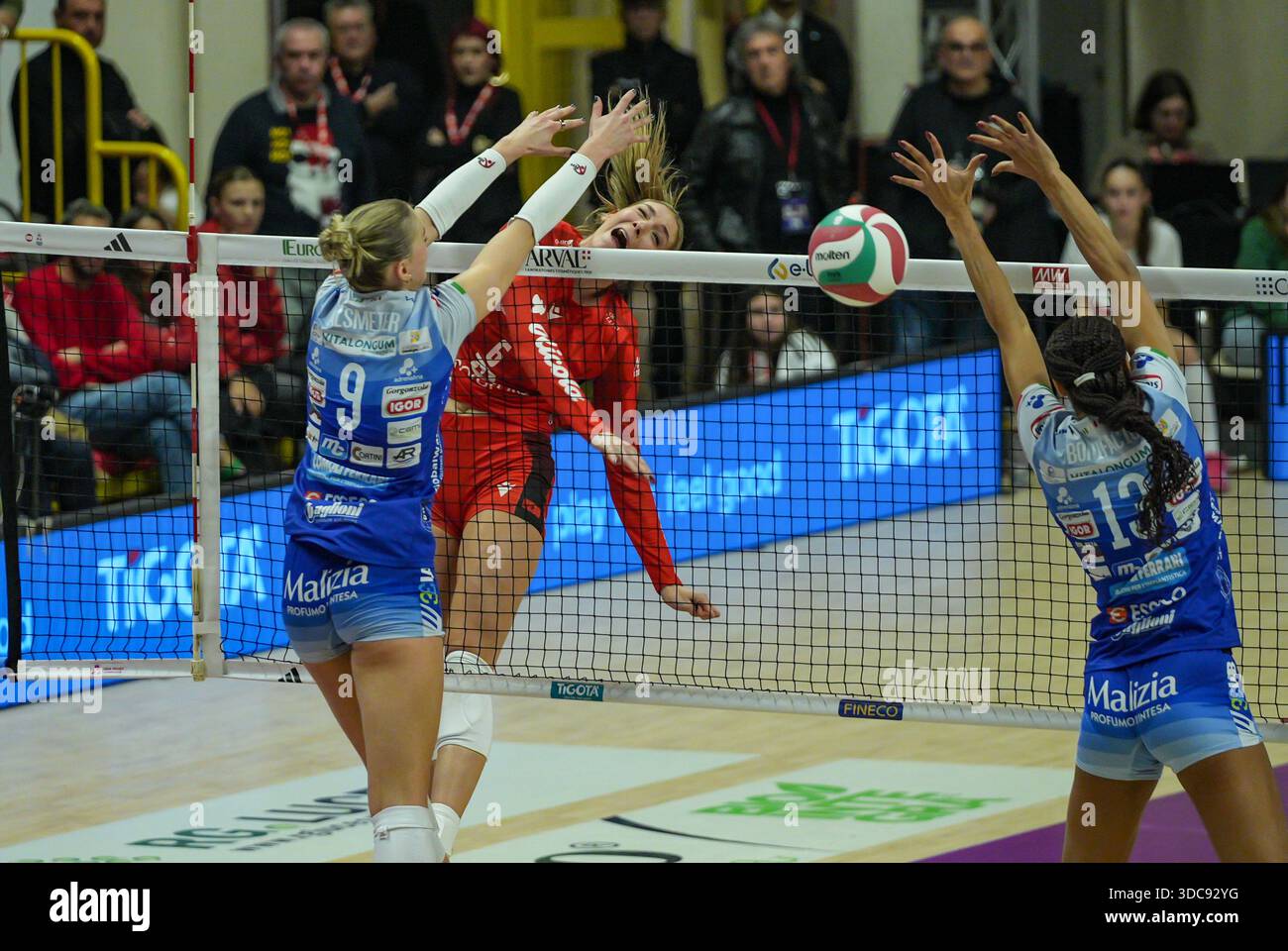 Found golden retriever in Cape Coral, FL, image size:1300x960