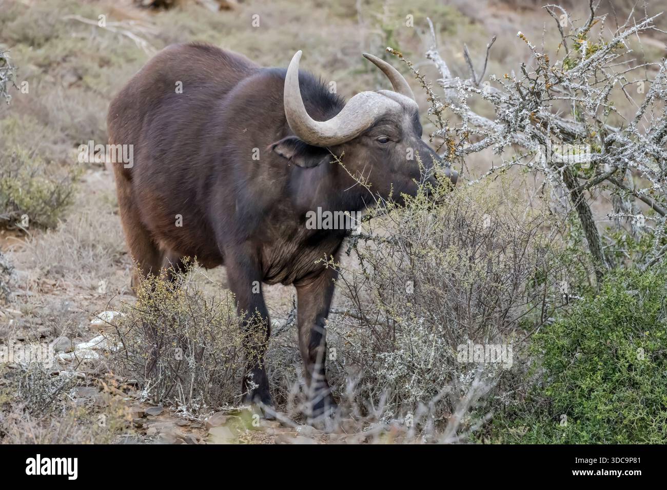 Spring Buffle Cape buffalo eating bush leaves, shot in bright late spring light in ...