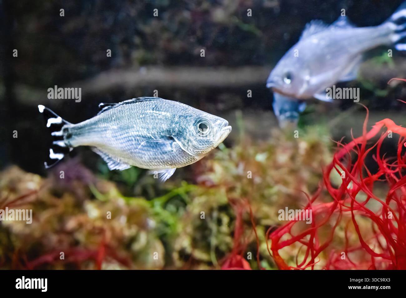Flagtail hi-res stock photography and images - Alamy