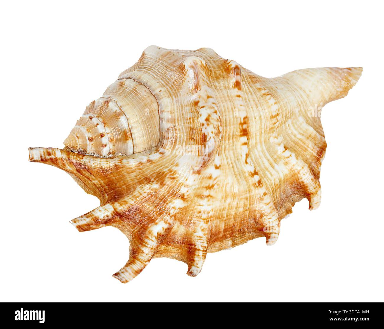 Pointed scallop pattern hi-res stock photography and images - Alamy