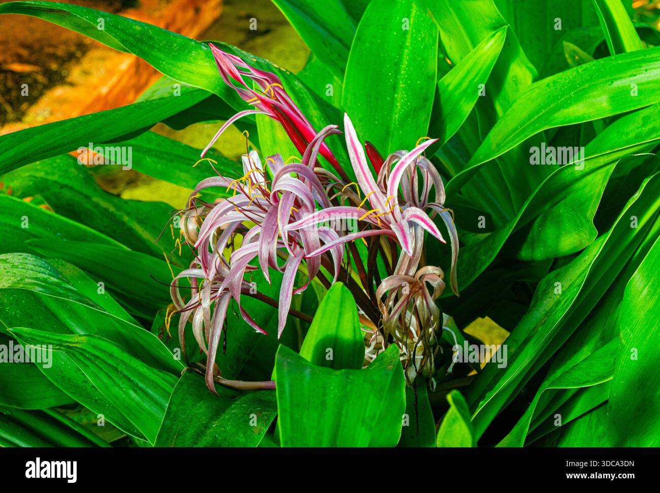 Giant spider lily hi-res stock photography and images - Alamy