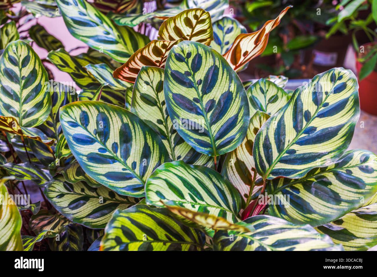 A close up view of the leaf of a Goeppertia makoyana, otherwise known as  peacock plant or cathedral windows as it basks in the sunlight indoors  Stock Photo - Alamy
