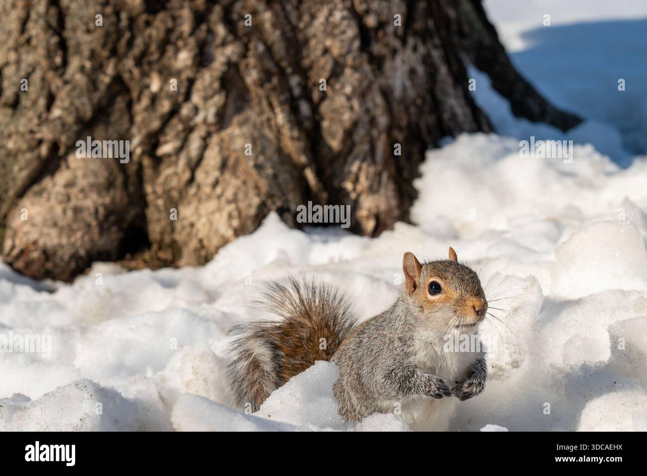 a squirrel in the snow Stock Photo