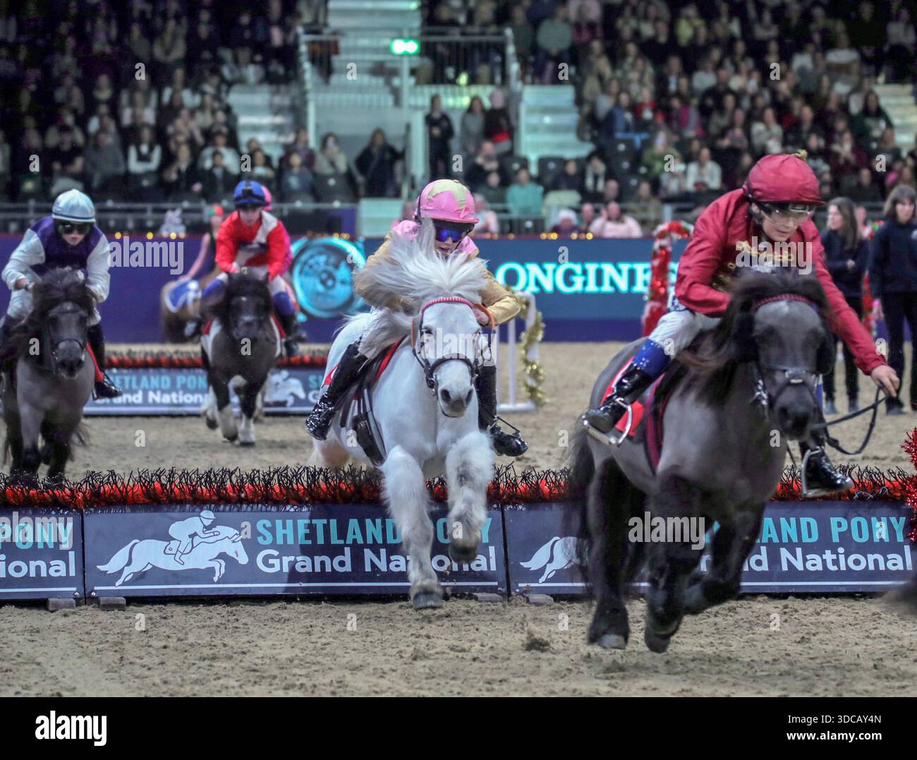 London Excel 21 Dec 2025 The eagerly awaited Shetland Pony Grand ...