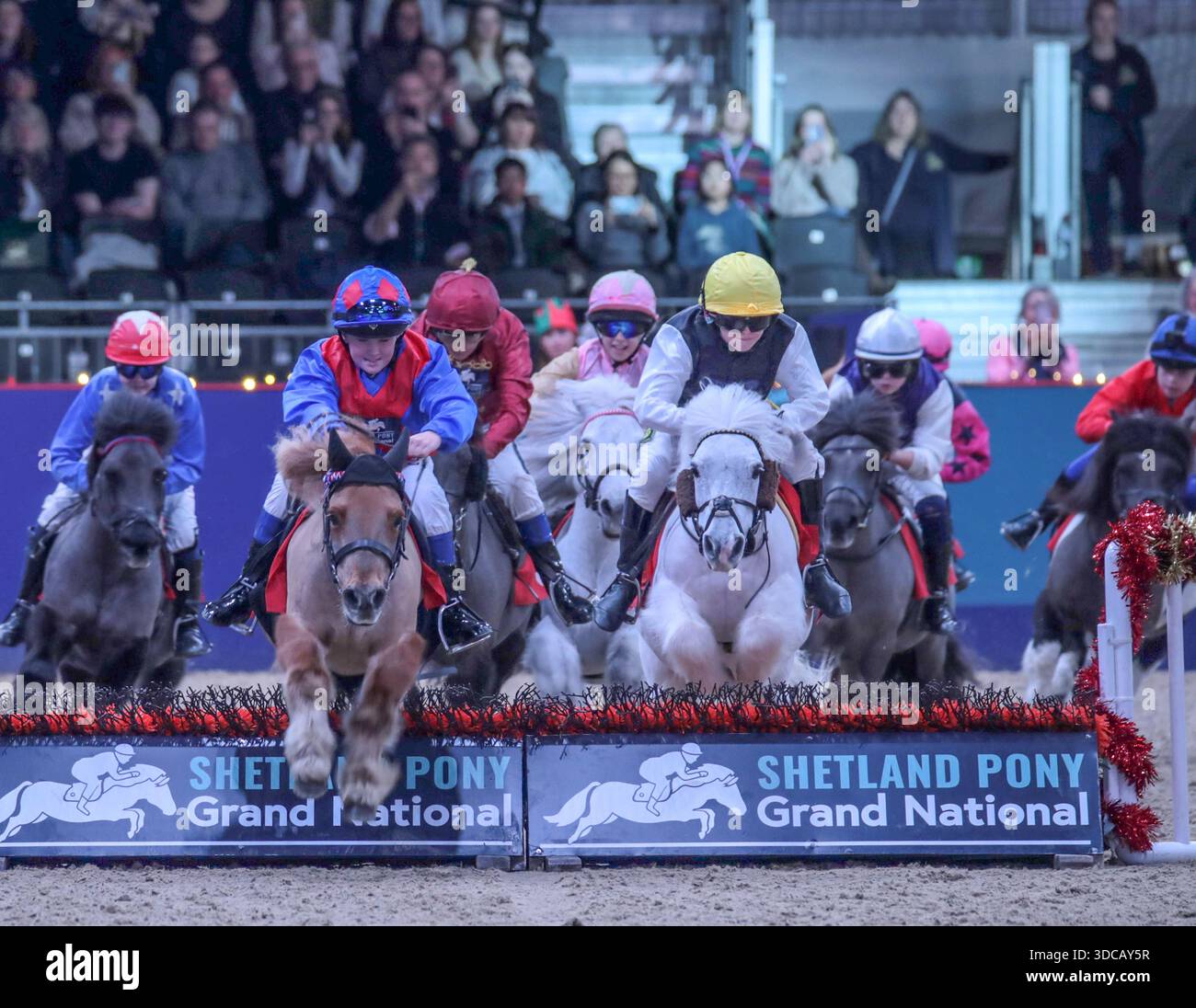 London Excel 21 Dec 2025 The eagerly awaited Shetland Pony Grand ...