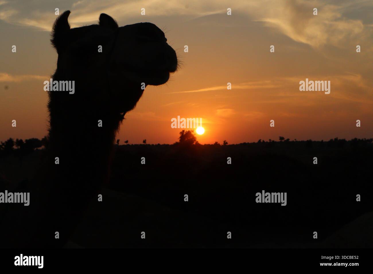 Camel's head during golden hour with a beautiful sun setting ...
