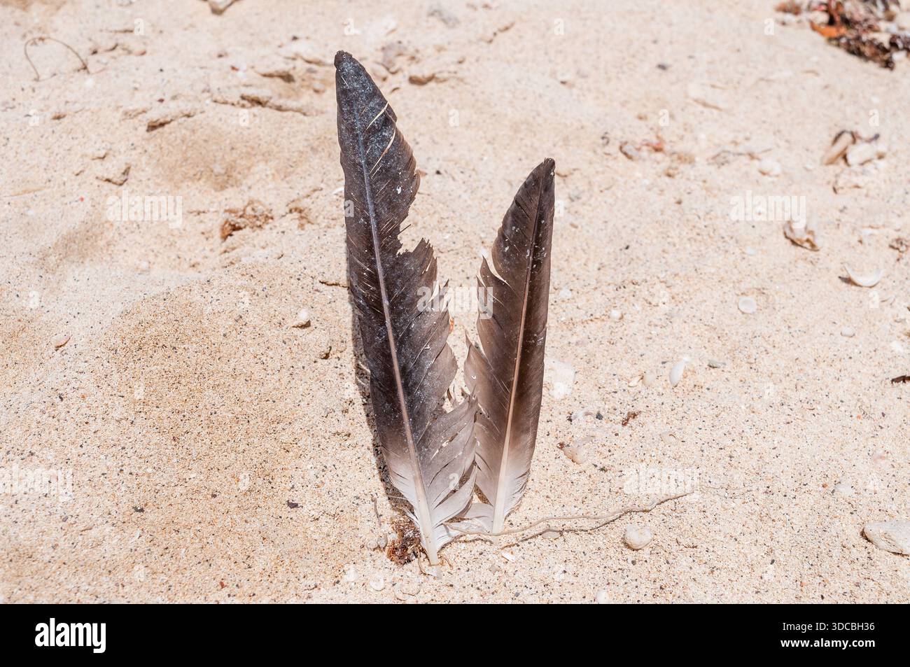 bird feather in the sand, Playa Manglecito, Manglecito Beach, San Cristóbal Island, Galapagos Islands, Ecuador Stock Photo
