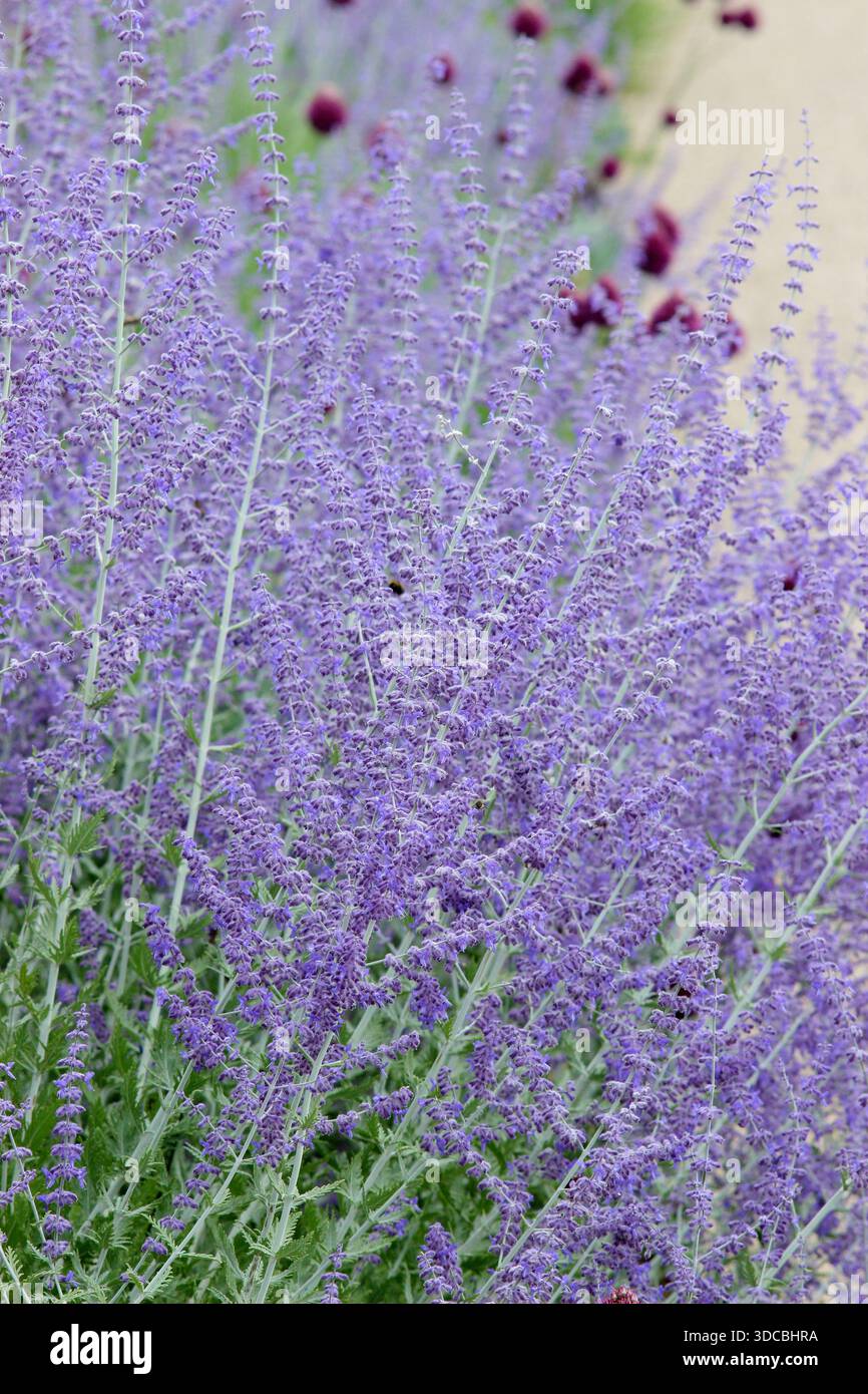 Salvia. Perovskia 'Blue Spire'. Salvia Blue Spire. Russian sage. Perovskia  atriplicifolia 'Blue Spire'. Aromatic. Intense blue flower spikes Stock  Photo - Alamy