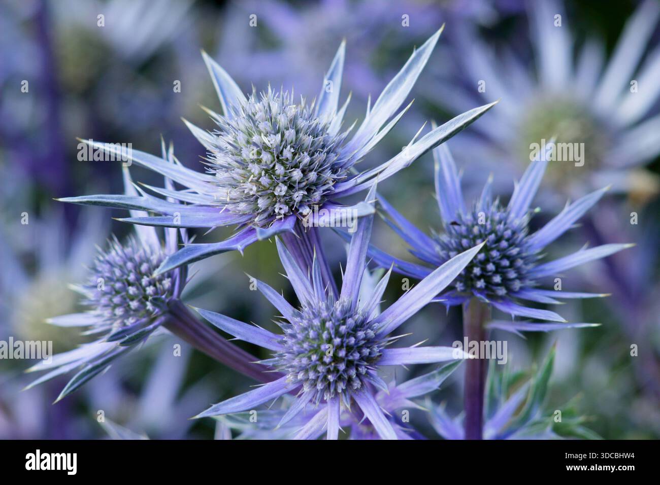 Eryngium bourgatii Picos blue. Commonly known as sea holly, prized for ...