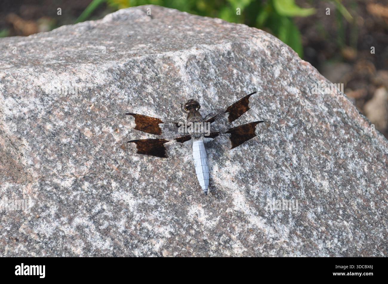 Dragon Fly On A Rock Stock Photo