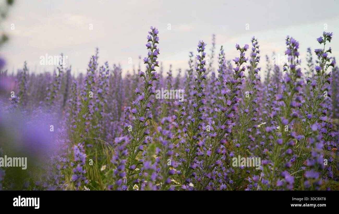 hazelnut plants for sale American Hazelnut main image 0