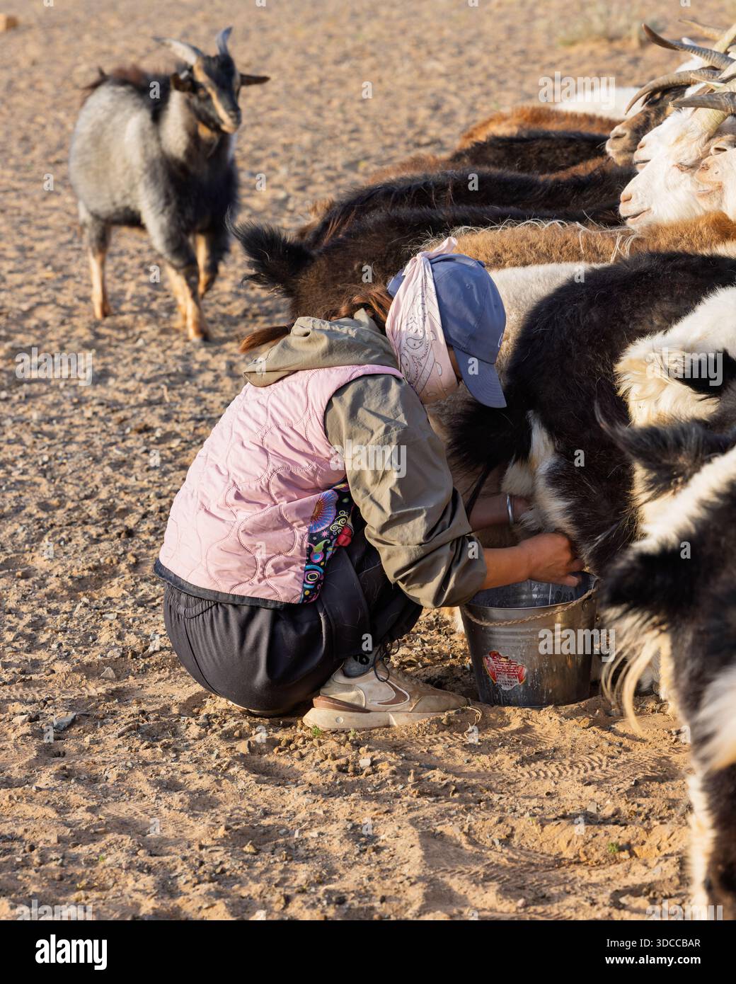 Goat herders guide their animals across the Gobi Desert in Mongolia ...