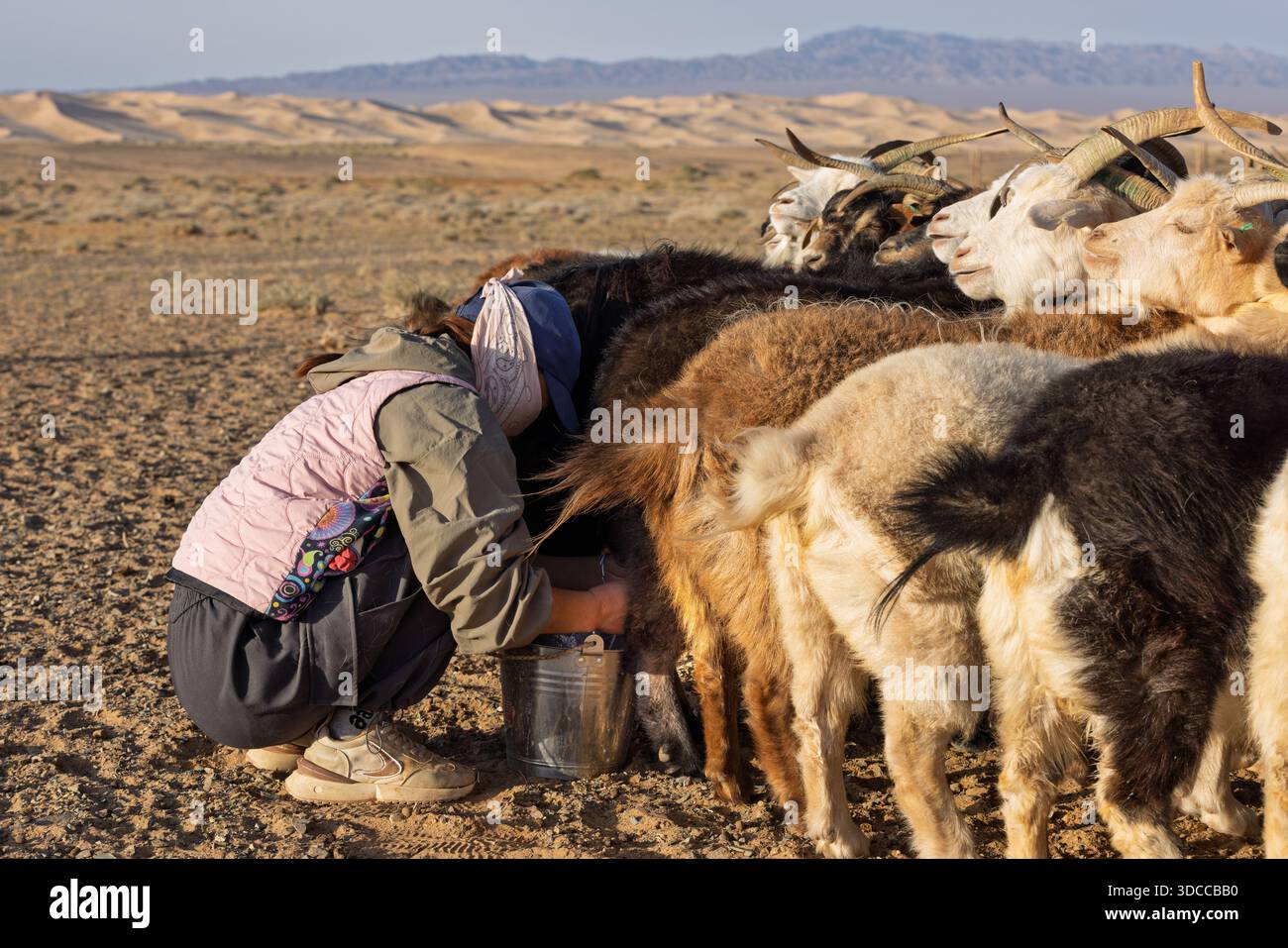 Goat herders guide their animals across the Gobi Desert in Mongolia ...