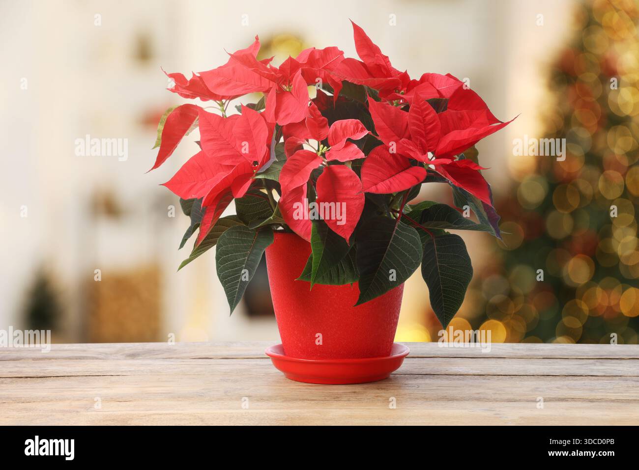 are ficus audrey fast growing Elegant Ficus Audrey Tree  Everglades Farm